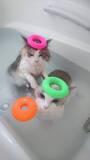 「お風呂？余裕だニャン　おとなしく湯船に浸かる猫が猫飼いには衝撃的だと話題に」の画像1