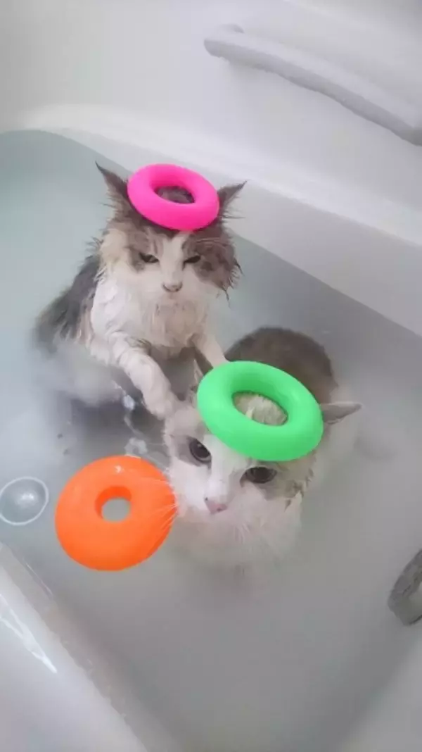 「お風呂？余裕だニャン　おとなしく湯船に浸かる猫が猫飼いには衝撃的だと話題に」の画像