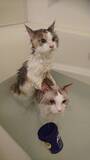 「お風呂？余裕だニャン　おとなしく湯船に浸かる猫が猫飼いには衝撃的だと話題に」の画像5