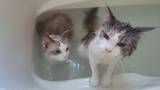 「お風呂？余裕だニャン　おとなしく湯船に浸かる猫が猫飼いには衝撃的だと話題に」の画像6