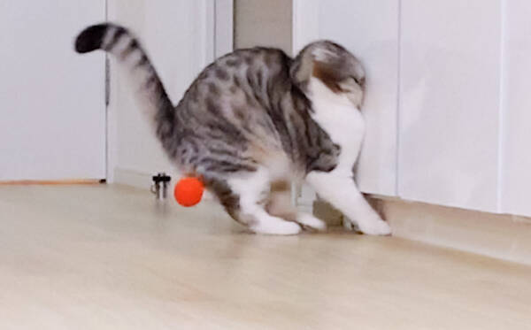勢いあまって顔めり込む はしゃぎすぎた猫 ボールを追い越し壁へ 急ブレーキも間に合わず 21年6月16日 エキサイトニュース
