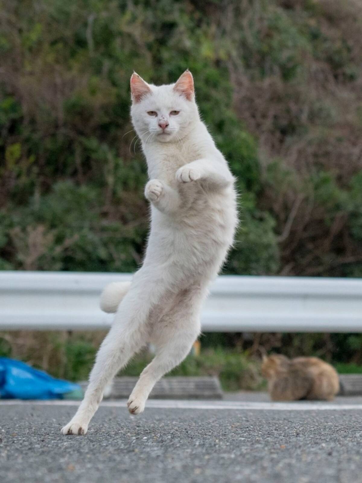 躍動感あふれるポーズと思ったら 顔は 虚無 猫じゃらしの振り方に目で抗議する猫 19年12月16日 エキサイトニュース