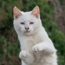 猫の動画で猫にまみれたい！ 健康でいてもらうための猫のサインも見逃さないで