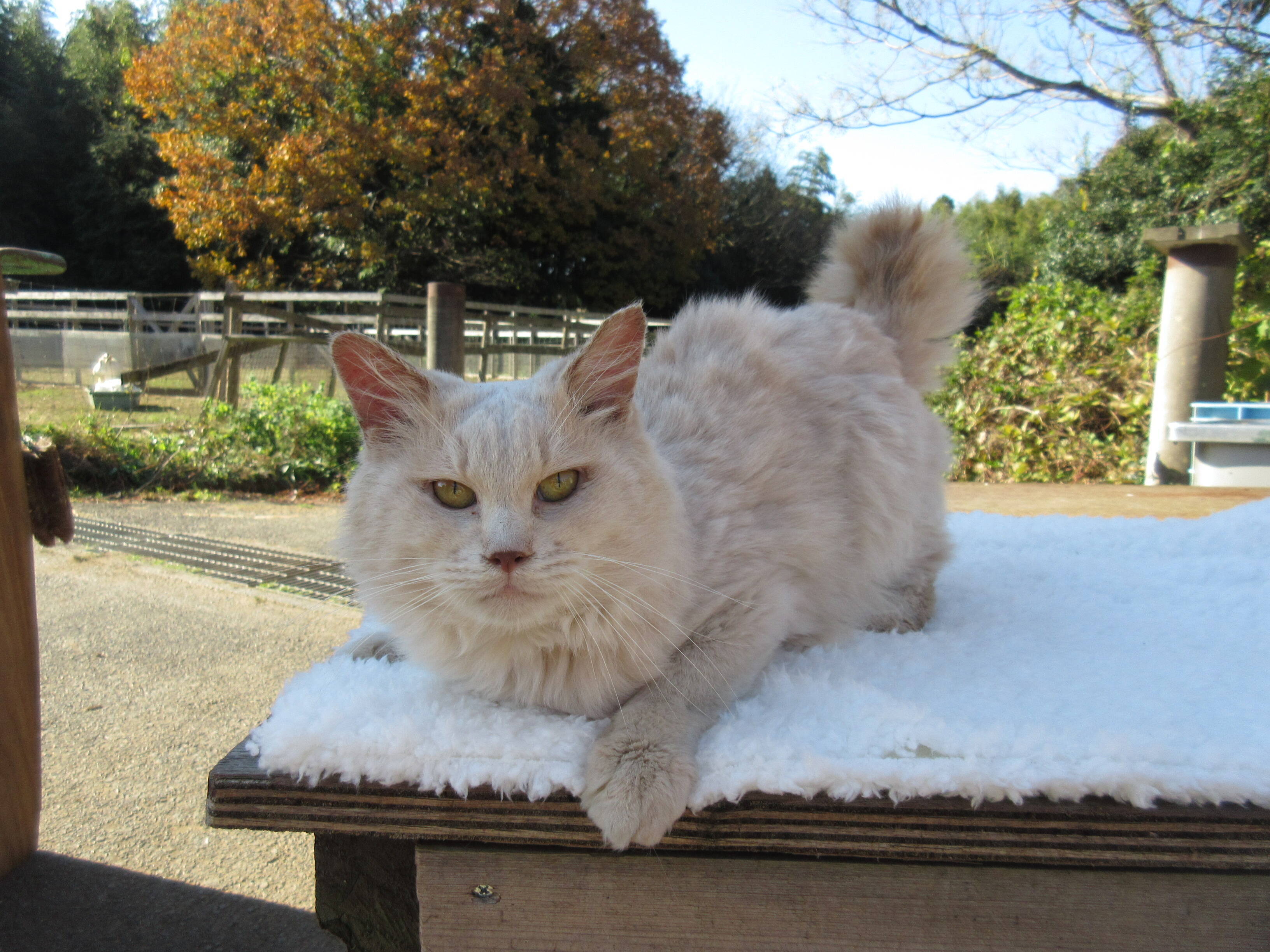 実写映画 ねこあつめの家 12匹のメイン キャット が解禁 ちゃはちさん役のシナモンなどスター猫が大集結 17年2月10日 エキサイトニュース