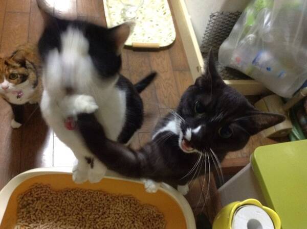 完全に入ってる ご飯が待ちきれなくて兄弟にアッパーカットをお見舞いする猫が話題に 16年10月24日 エキサイトニュース