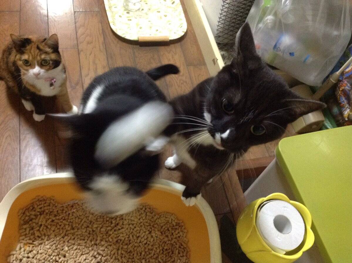 完全に入ってる ご飯が待ちきれなくて兄弟にアッパーカットをお見舞いする猫が話題に 16年10月24日 エキサイトニュース