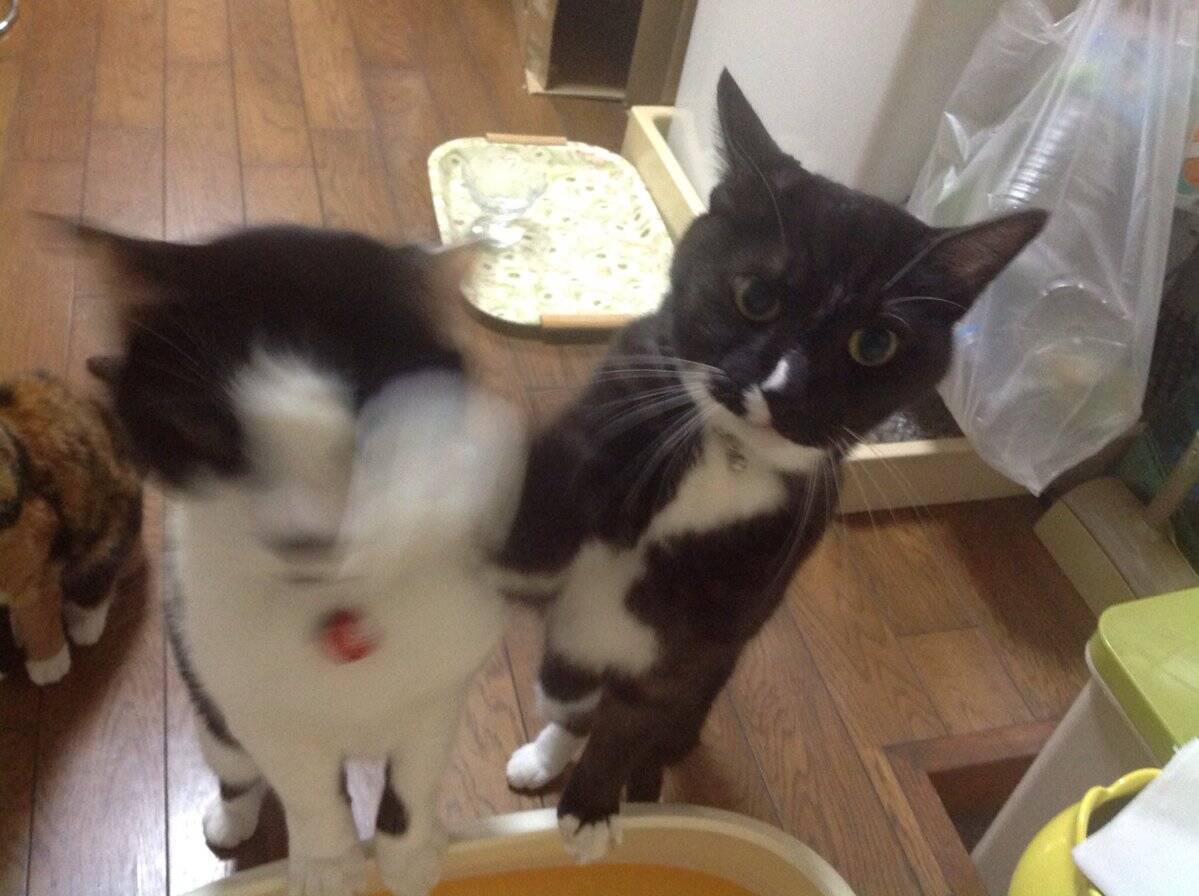 完全に入ってる ご飯が待ちきれなくて兄弟にアッパーカットをお見舞いする猫が話題に 16年10月24日 エキサイトニュース