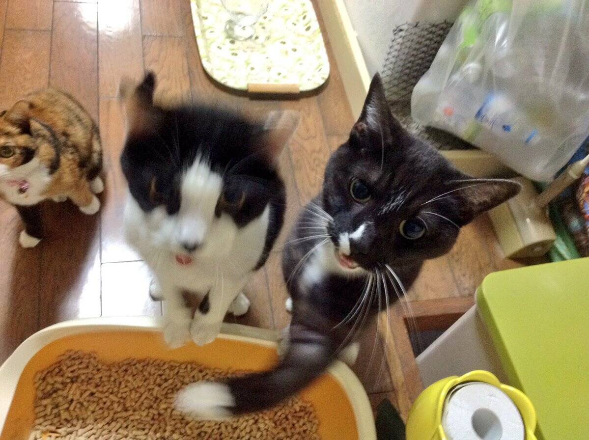 完全に入ってる ご飯が待ちきれなくて兄弟にアッパーカットをお見舞いする猫が話題に 16年10月24日 エキサイトニュース