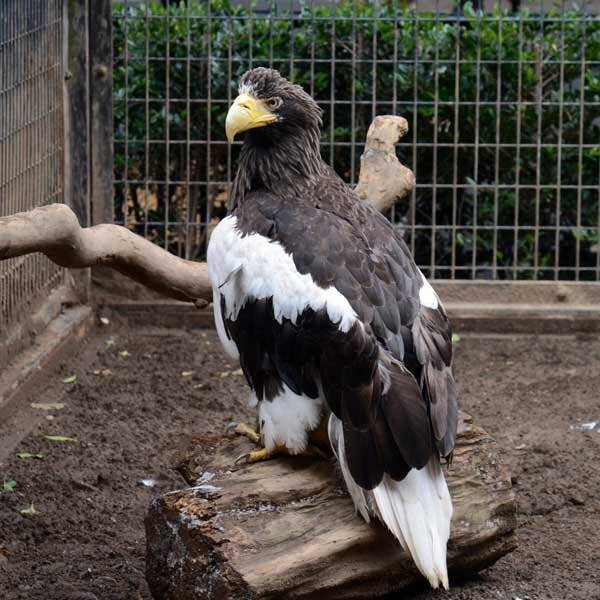 上野動物園や多摩動物公園が鳥類の展示を中止 東京のオオタカから高病原性鳥インフル 18年1月17日 エキサイトニュース