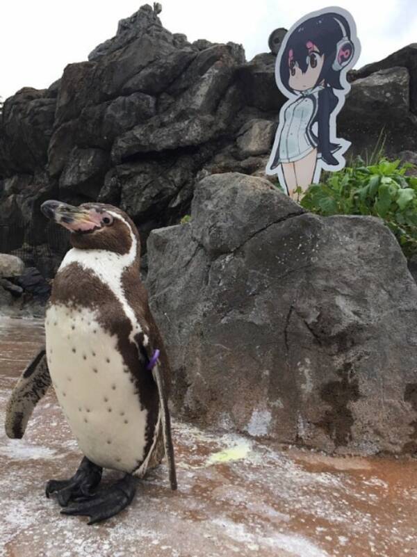 東武動物公園のペンギン グレープ君が亡くなる 大好きな けもフレ フルルが最後まで見守る 17年10月13日 エキサイトニュース