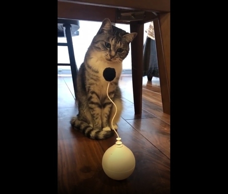 おもちゃの釣り竿を自分で操って遊んじゃう賢い猫さんの動きにびっくり 年3月10日 エキサイトニュース