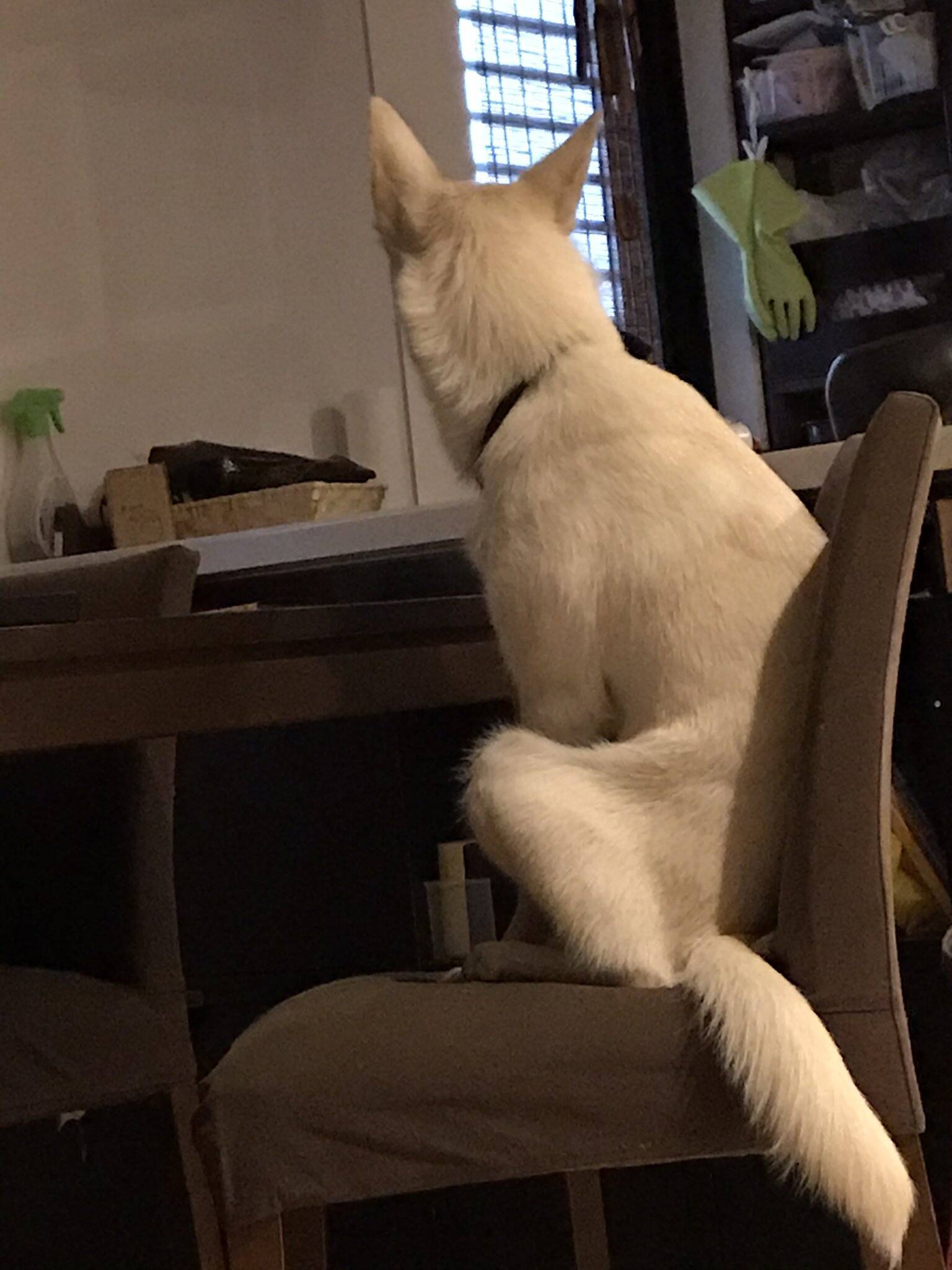 かぁさんご飯まだ 朝5時から朝食を待つ犬 姿勢を正し腰かける背中が完全にヒト お爺ちゃん いえ うら若き乙女です 21年5月21日 エキサイトニュース