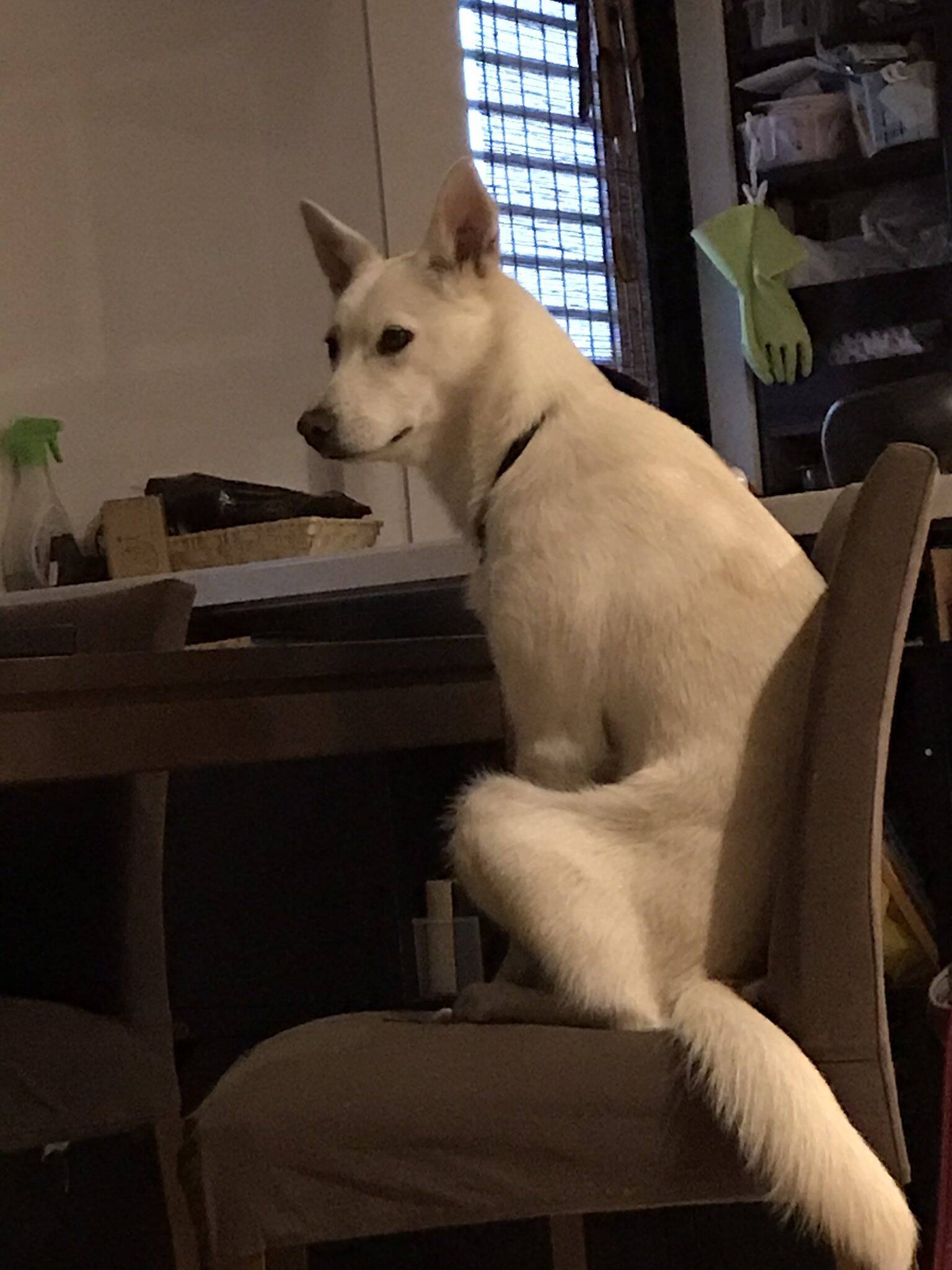 かぁさんご飯まだ 朝5時から朝食を待つ犬 姿勢を正し腰かける背中が完全にヒト お爺ちゃん いえ うら若き乙女です 21年5月21日 エキサイトニュース