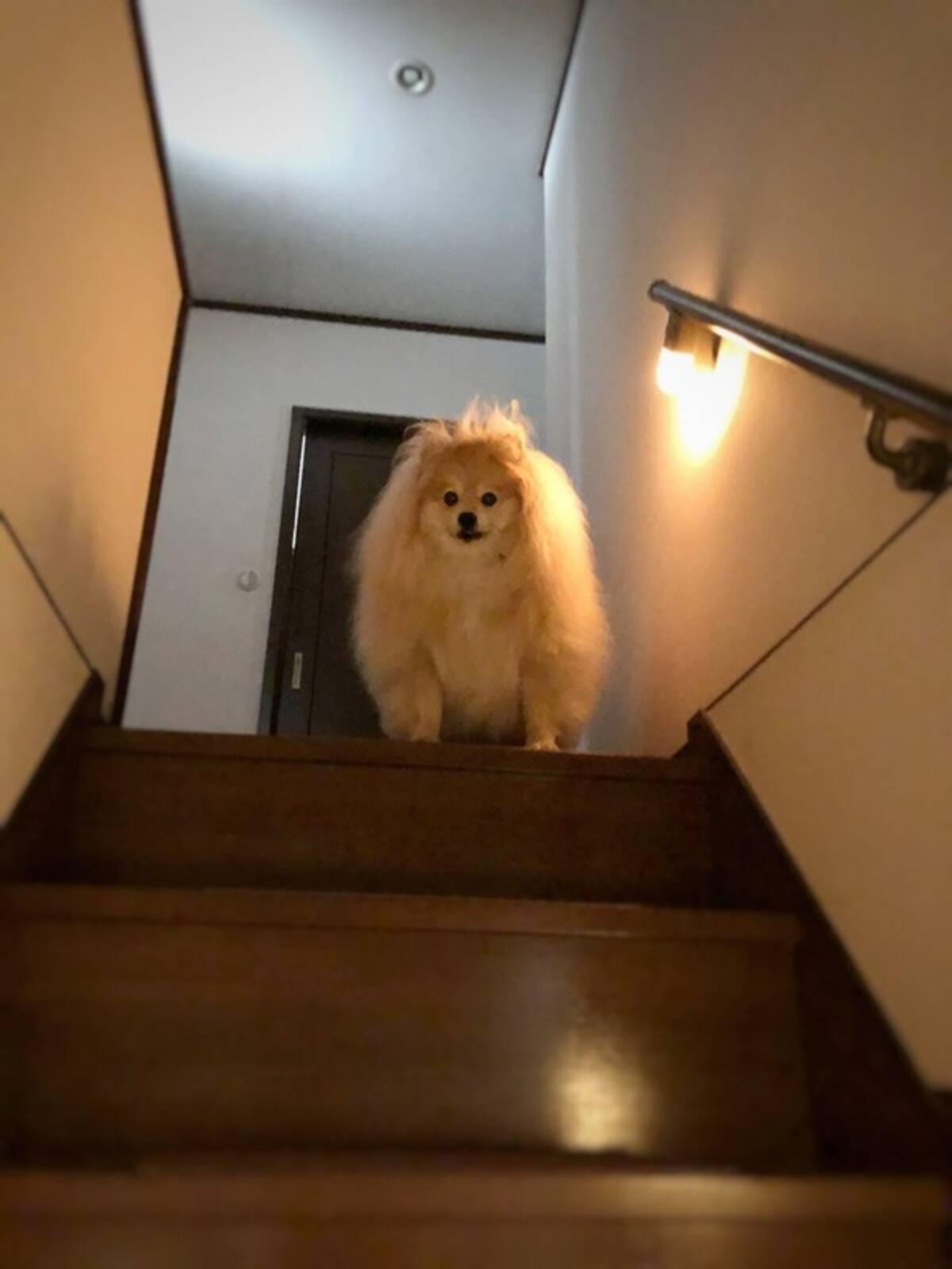 階段の上から見下ろす犬からラスボス感ただよう もふもふ愛らしいポメラニアンの朝のお出迎えが 遭遇シーン に 21年4月8日 エキサイトニュース