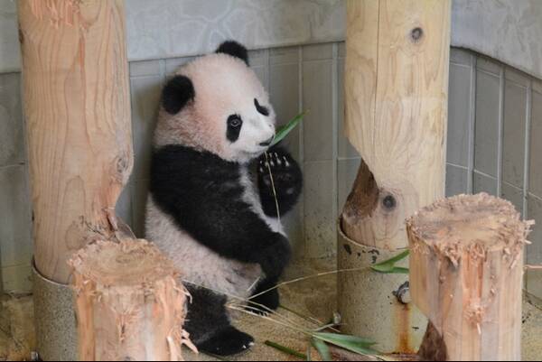 上野動物園の シャンシャン が生後5ヶ月 一般公開に向け人に観られる練習を開始 17年11月10日 エキサイトニュース