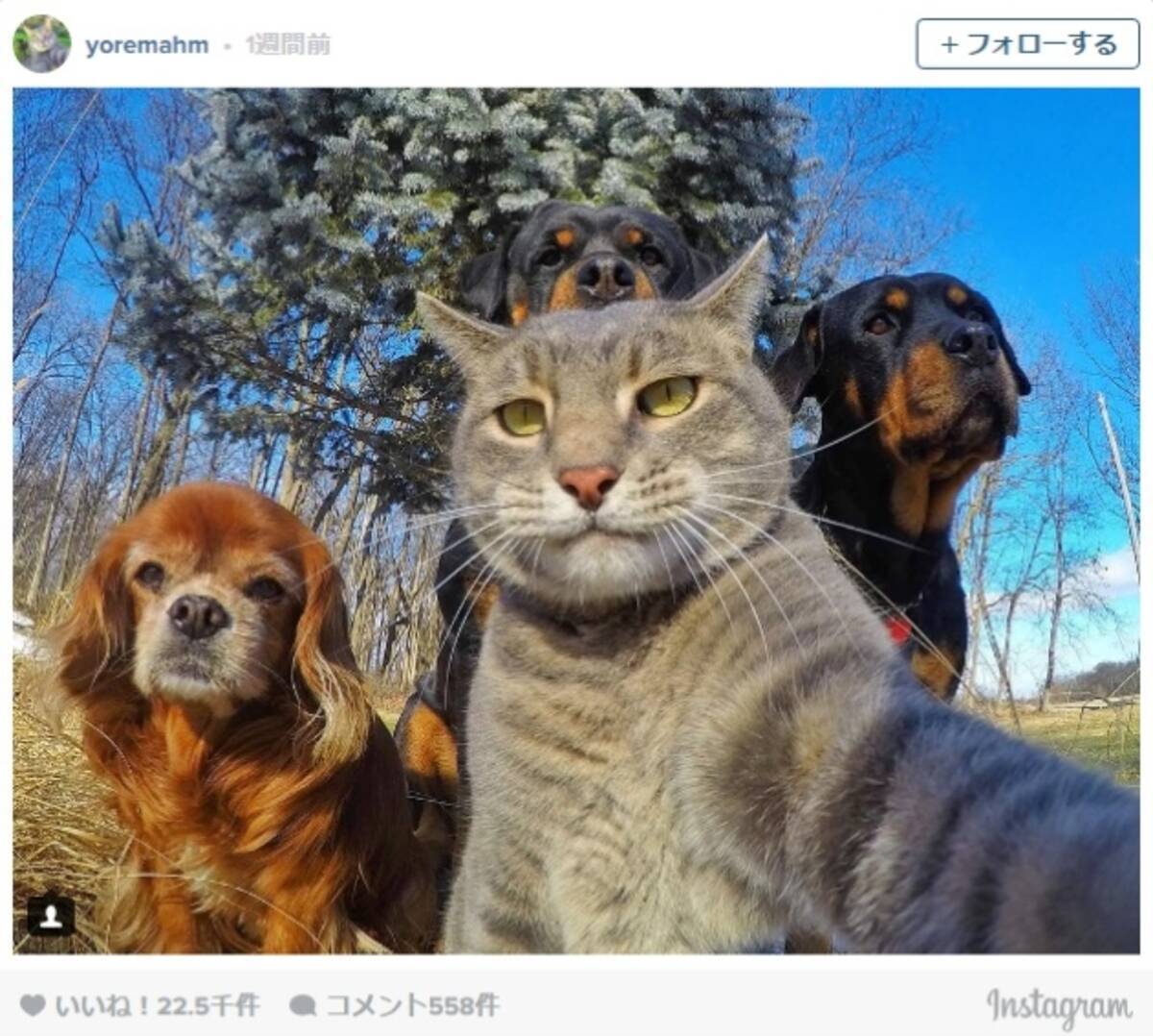 人間よりも上手に自撮りする猫 セルフィーキャット が海外で話題に 17年1月25日 エキサイトニュース