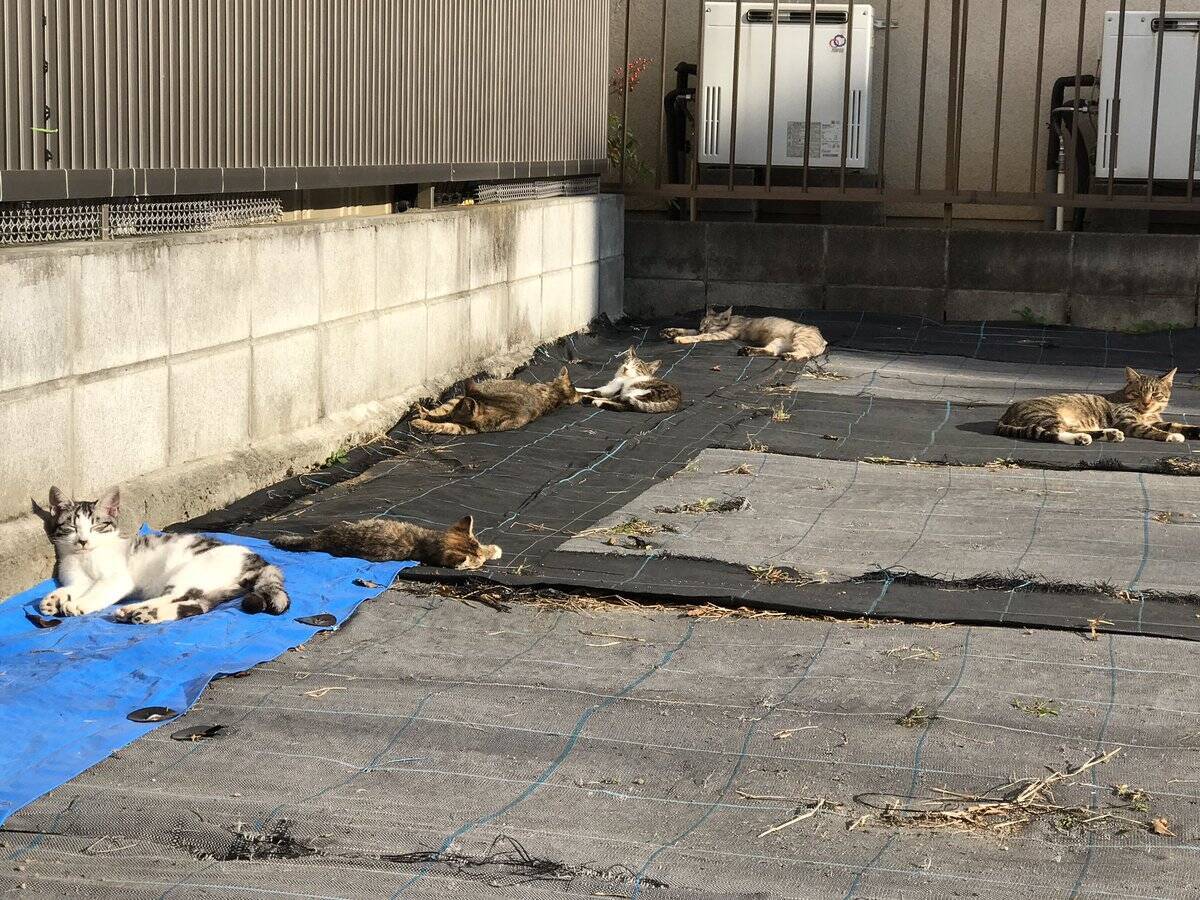 猫の恩返しかな 野良猫を会うたびに撫でていたら猫の集会に招待される 16年12月6日 エキサイトニュース