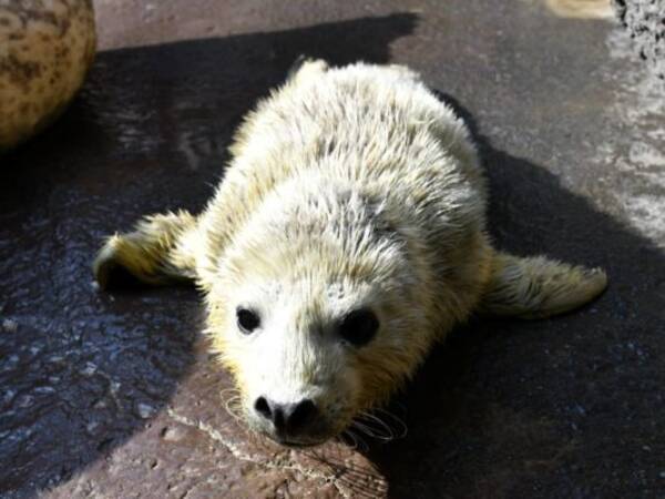 ゴマフアザラシの赤ちゃん 排水口に吸い込まれ死ぬ 加茂水族館 蓋が固定されておらず外れてしまった 19年4月16日 エキサイトニュース