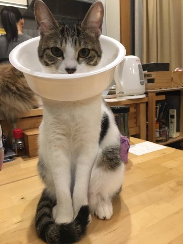 これが一番いいニャ いろんなエリザベスカラーを試した猫 最後はカップ焼きそばに辿り着く 17年1月日 エキサイトニュース