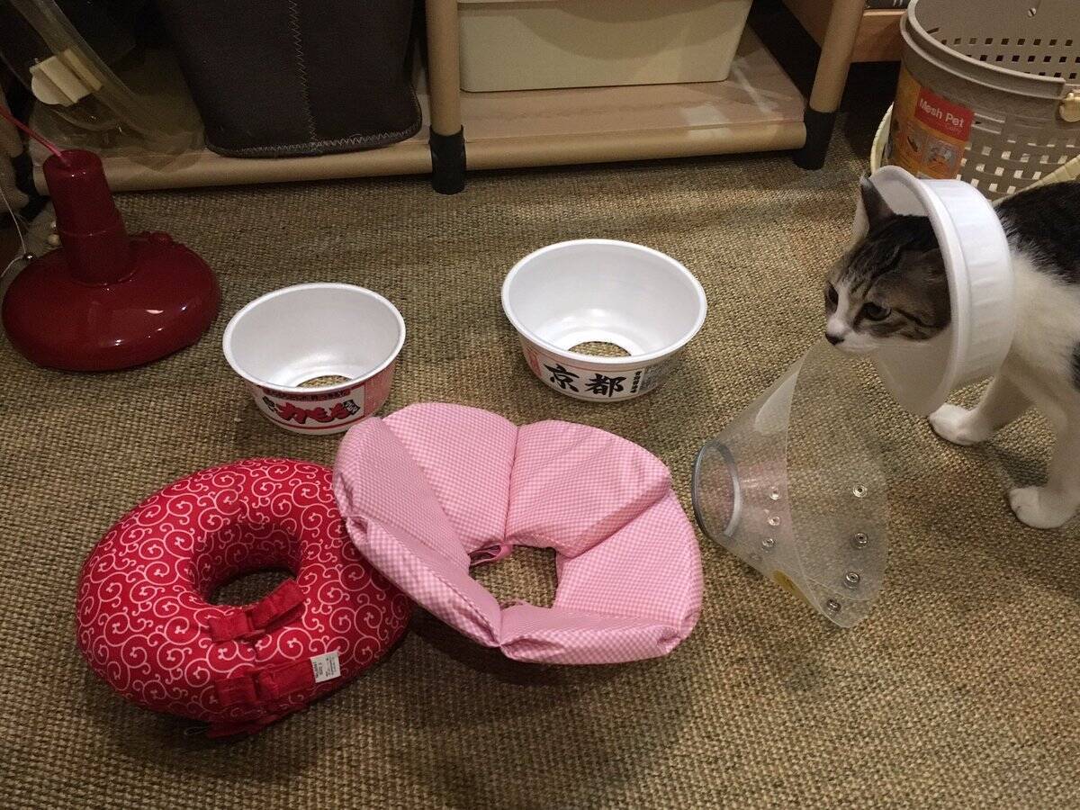 これが一番いいニャ いろんなエリザベスカラーを試した猫 最後はカップ焼きそばに辿り着く 17年1月日 エキサイトニュース