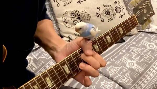 ギター演奏中に手の上でノリノリ 迎えてわずか4日目のインコが相棒に 年12月4日 エキサイトニュース