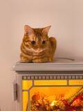 「猫が乗ってもダイジョーブ！猫効果と炎の演出で数倍ぬくぬく、電気暖炉で夢の光景に」の画像5