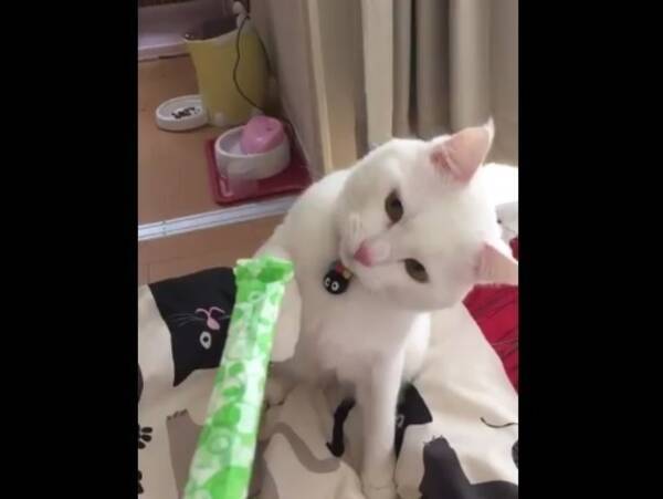 小首をかしげながら猫パンチ ピロピロ笛に戸惑いを隠せない猫が可愛いと話題に 17年5月8日 エキサイトニュース