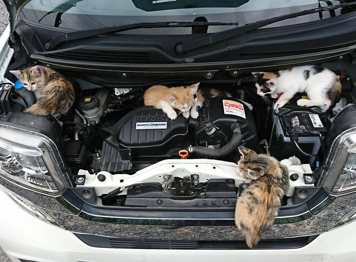 エンジンルームの中は大量の子猫 夏場でも車に入り込む猫に注意を 17年8月7日 エキサイトニュース