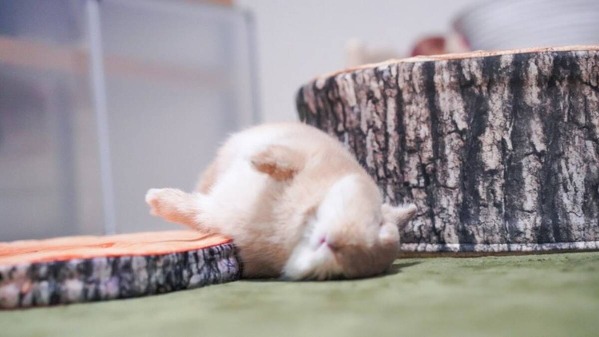 コロン ひっくり返って寝転ぶウサギ 野生にはないたくましさ 完全に強者 21年4月22日 エキサイトニュース