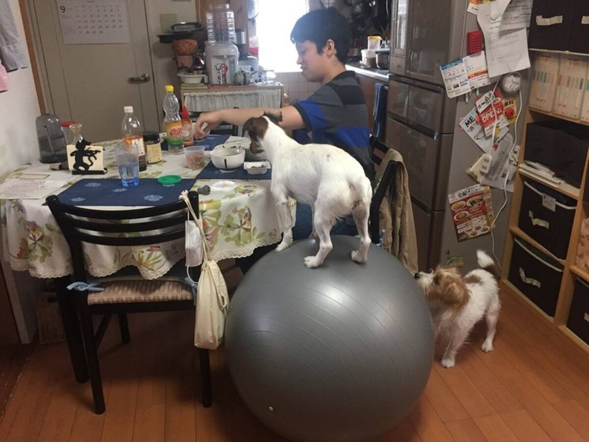 体幹すごっ バランスボールに乗ってごはん覗き見 自ら考案した玉乗り移動をドヤ顔で披露するスーパーワンコ 父犬に支えられ習得 21年7月5日 エキサイトニュース
