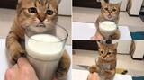 「くだニャい！　ミルクが好きすぎる猫、真剣な眼差しで懇願　飼い主が飲み干すもコップ抱きしめ諦めず」の画像1