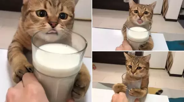 「くだニャい！　ミルクが好きすぎる猫、真剣な眼差しで懇願　飼い主が飲み干すもコップ抱きしめ諦めず」の画像