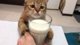 「くだニャい！　ミルクが好きすぎる猫、真剣な眼差しで懇願　飼い主が飲み干すもコップ抱きしめ諦めず」の画像2