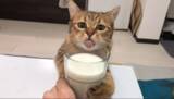 「くだニャい！　ミルクが好きすぎる猫、真剣な眼差しで懇願　飼い主が飲み干すもコップ抱きしめ諦めず」の画像3