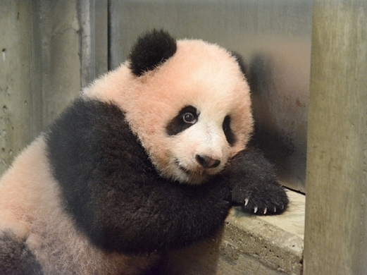 シャンシャン元気いっぱい でんぐり返し シンシンや飼育員にじゃれつく姿も 18年2月6日 エキサイトニュース