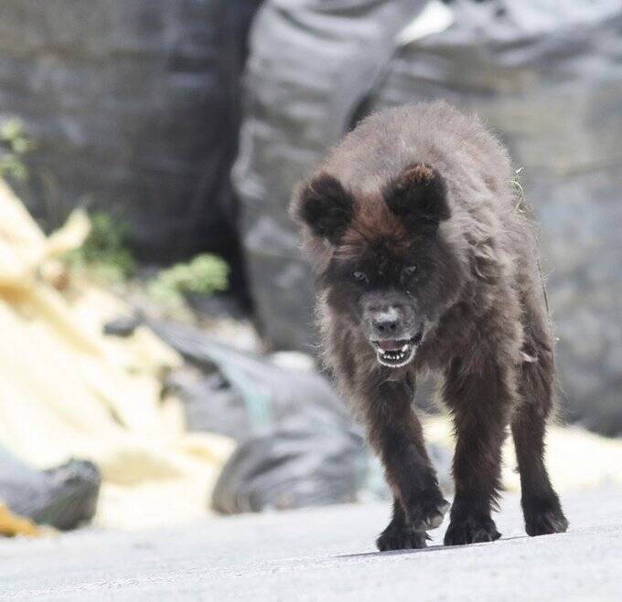 クマではなく 犬 福島に出没した 謎の生き物 無事に飼い主のもとへ 安堵の表情うかべる 21年6月18日 エキサイトニュース