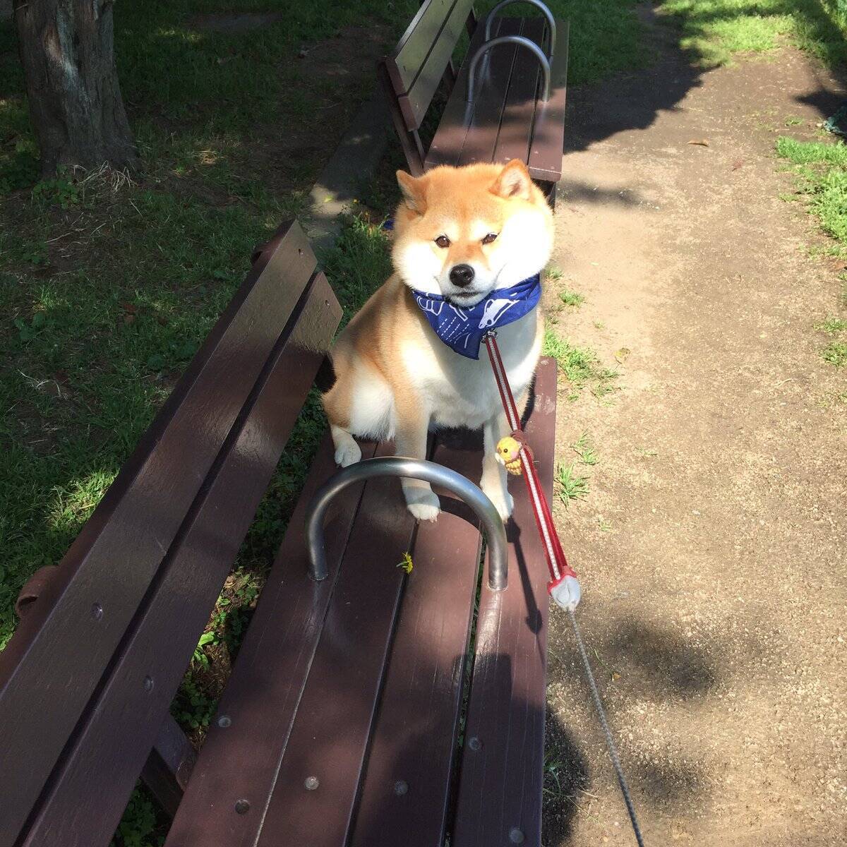 散歩からの帰宅を全力で拒否する柴犬 リードの限界まで踏ん張って顔を変形させる 17年5月12日 エキサイトニュース