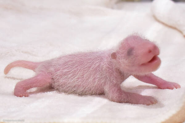 パンダの赤ちゃんが生後1週間 目や耳がだんだん黒く 和歌山 アドベンチャーワールド 18年8月21日 エキサイトニュース