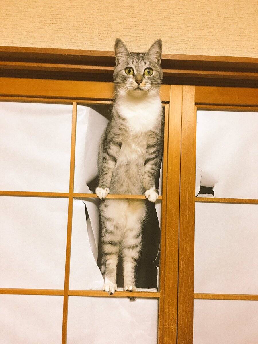 せっかく張り替えたのに 障子の高みを目指す猫 新しい障子もやっぱり破る 16年12月9日 エキサイトニュース