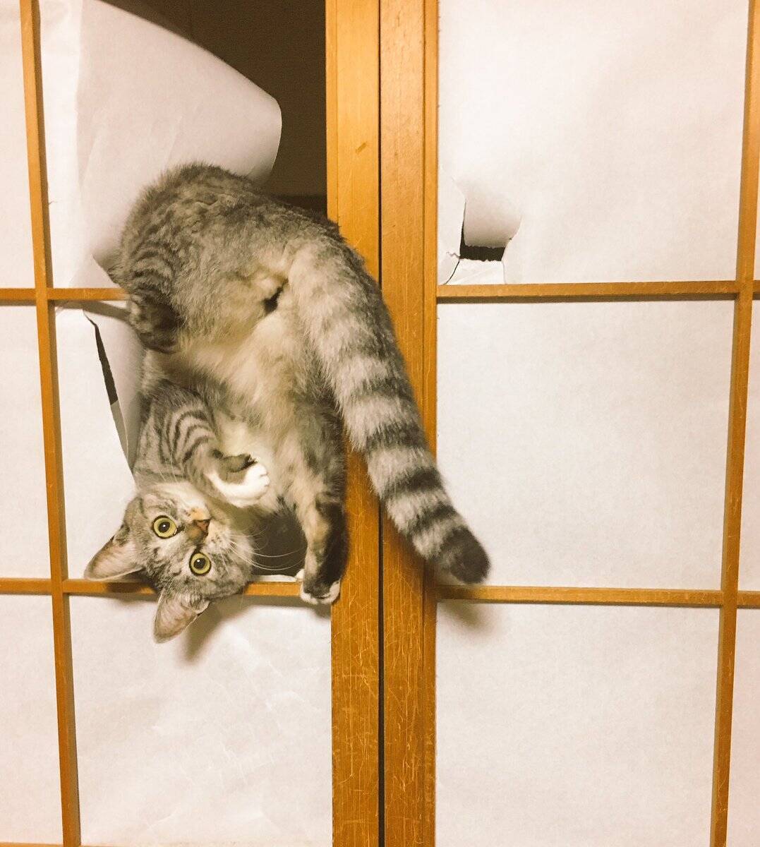 せっかく張り替えたのに 障子の高みを目指す猫 新しい障子もやっぱり破る 16年12月9日 エキサイトニュース