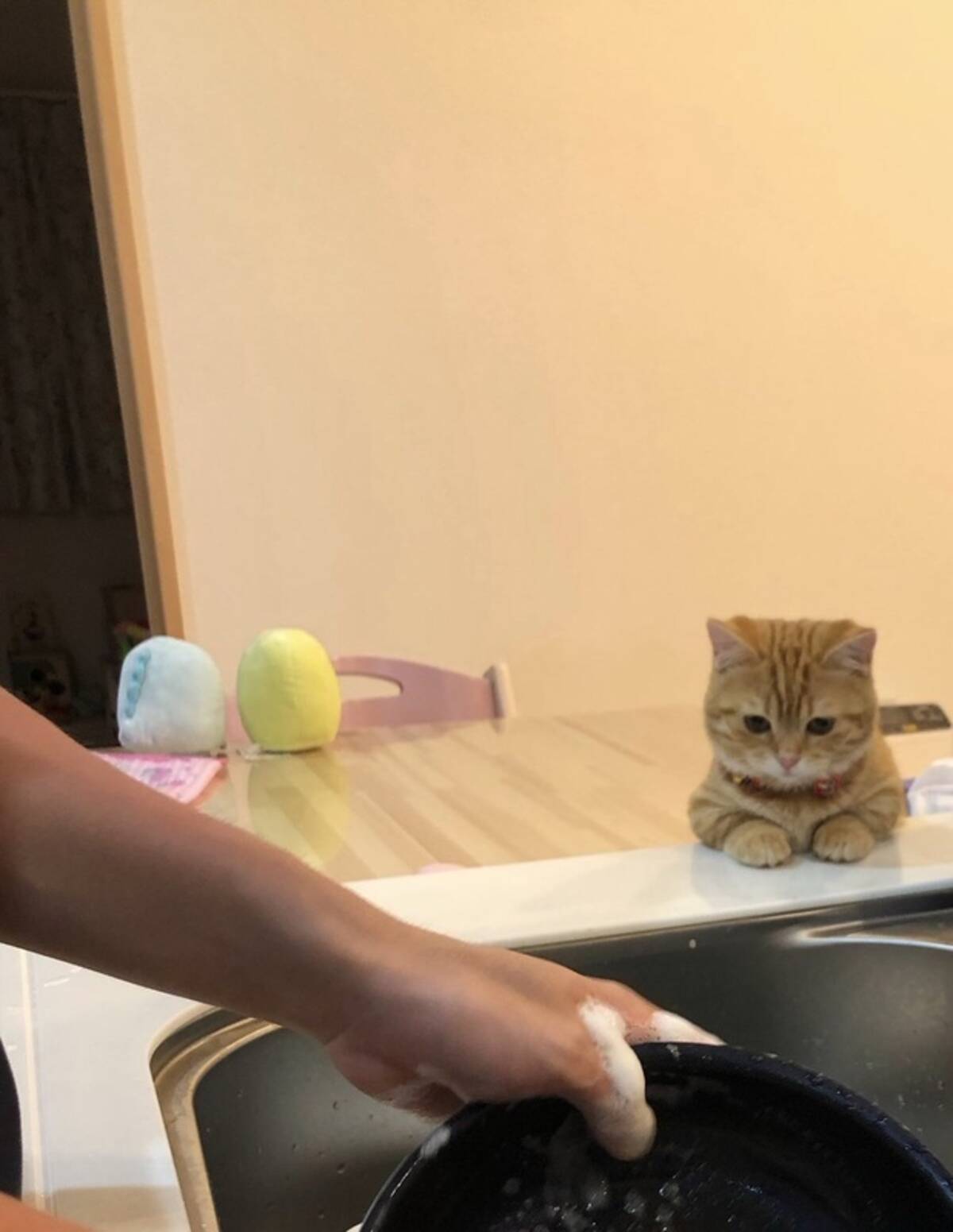 ちゃんと洗えてるかニャ 猫監視員さん 可愛すぎる見守りで皿洗いを楽しくしてくれる 年5月日 エキサイトニュース