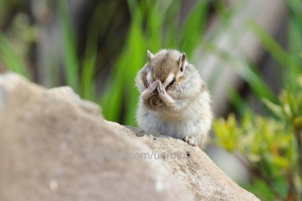 見ざリス言わざリス聞かざ リス 手が短くて耳に届かないリスが可愛いと話題に 17年6月16日 エキサイトニュース 見ざリス言わざリス聞かざ リス 手が短くて耳に届かないリスが可愛いと話題に 17年6月16日 エキサイトニュース