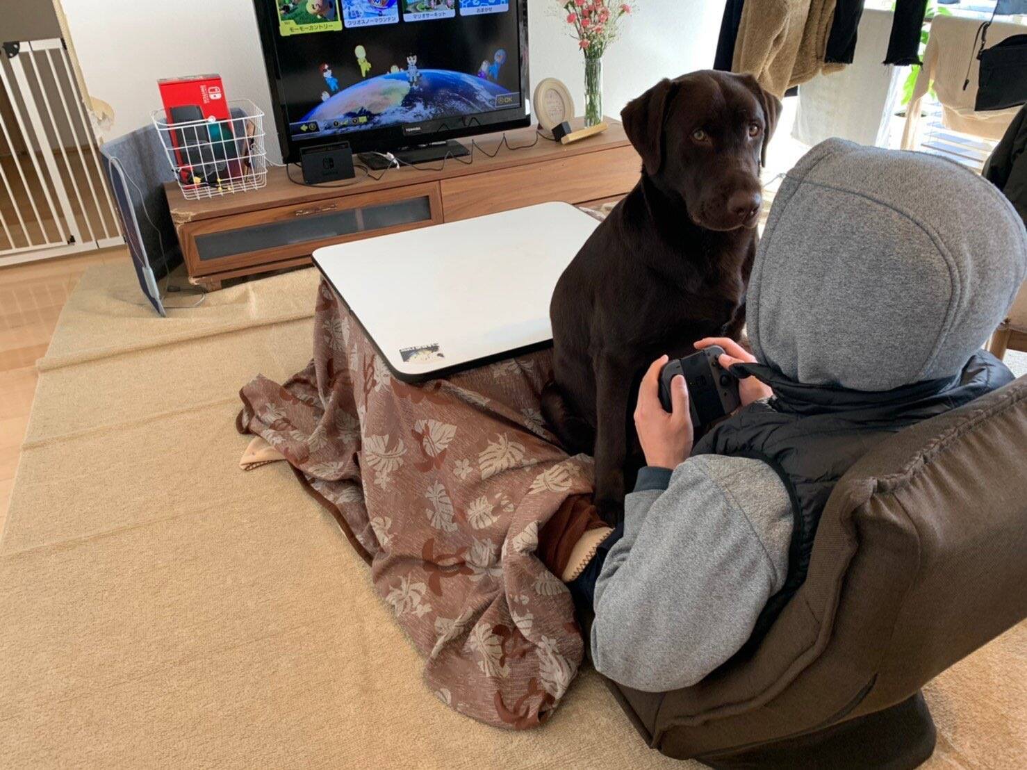 視界いっぱいにドヤ顔の犬 ゲームで遊ぶ飼い主に初めて遭遇したラブラドール 顔面で画面を圧倒 21年1月15日 エキサイトニュース 視界いっぱいにドヤ顔の犬 ゲームで遊ぶ飼い主に初めて遭遇したラブラドール 顔面で画面を圧倒 21年1月15日 エキサイトニュース