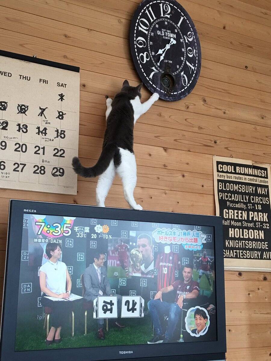 時間を操る猫あらわる 足をピンと伸ばして時計にいたずらする現場をキャッチ 17年7月18日 エキサイトニュース