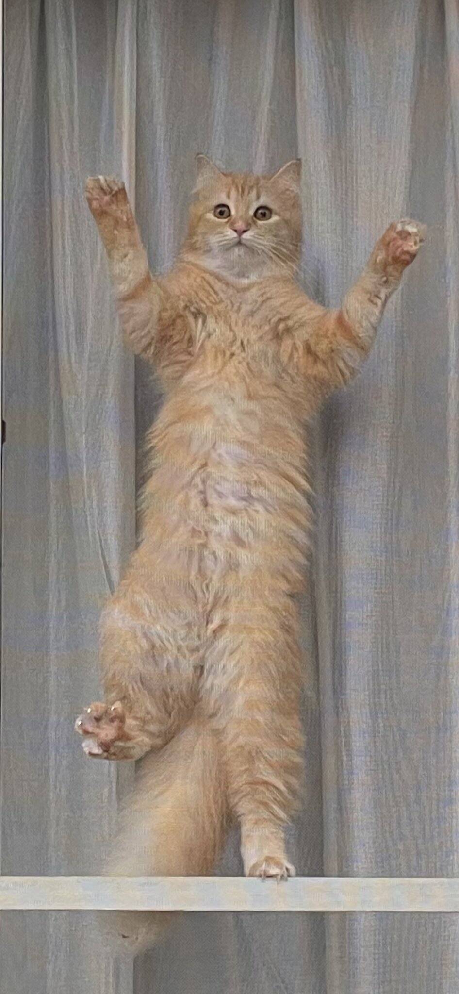 網戸に張り付き真顔で監視 飼い主の井戸端会議が気になる猫 ご近所さんを二度見させる 21年5月17日 エキサイトニュース 網戸に張り付き真顔で監視 飼い主の井戸端会議が気になる猫 ご近所さんを二度見させる 21年5月17日 エキサイトニュース