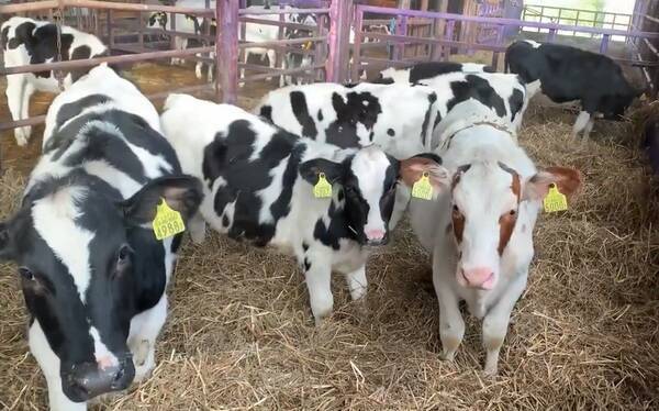 思春期女子は多感 新しい藁に子牛さん歓喜 撮られていることに気付くと素に戻ってしまう 19年11月7日 エキサイトニュース