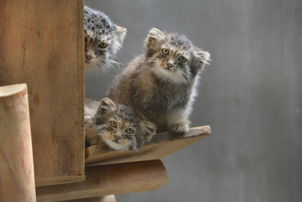 上野動物園に双子のマヌルネコが誕生 興味深そうに見つめる生後2ヵ月の愛らしい姿公開 21年6月10日 エキサイトニュース