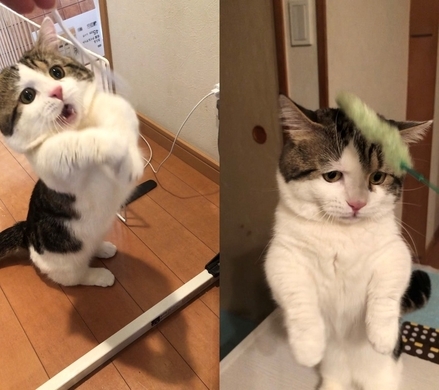 いやバレバレ カーテンレールに隠れているつもりの猫 はみ出したモフモフの分だけ愛らしさあふれる 21年3月4日 エキサイトニュース