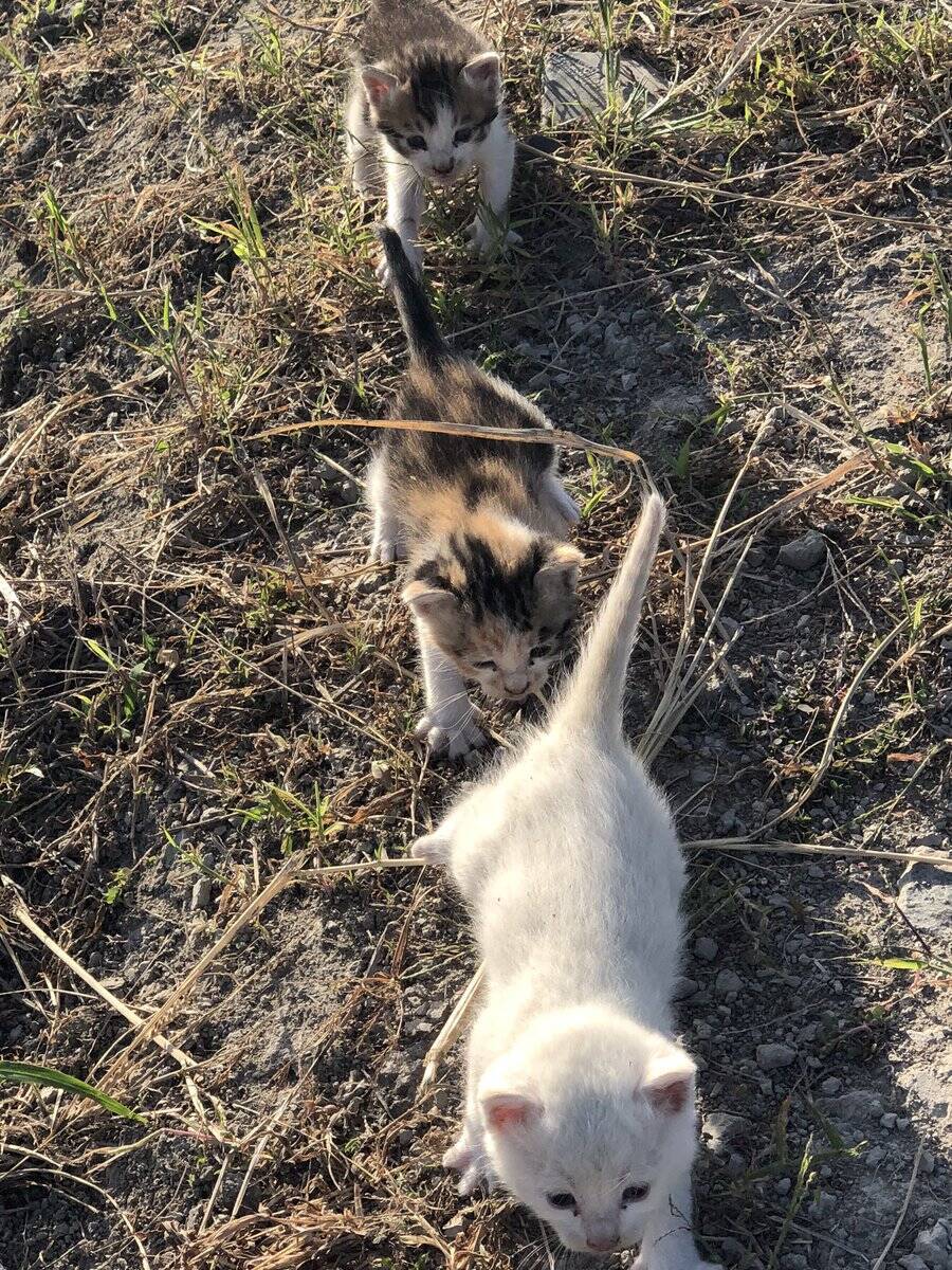 いっしょに行くにゃ 助けた3匹の子猫が縦一列でついてきてしまう 保護すると小さな猫の恩返し 19年10月25日 エキサイトニュース