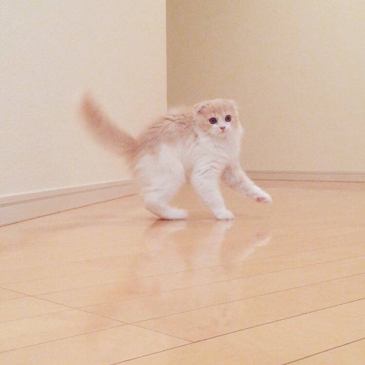 不意打ち注意 予想外の動きで画面からフレームアウトする子猫が面白くて可愛いと話題に 16年10月19日 エキサイトニュース